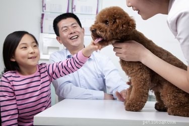 Treating Dry Skin in Dogs: Proven Tips & Remedies