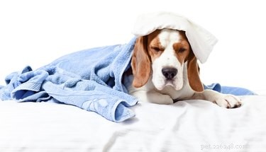 Relief for Your Dog’s Upset Stomach: Quick, Safe Solutions