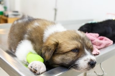 Effective Parvo Treatment for Puppies: Care Guide and Recovery Tips