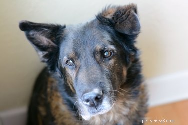 Preventing and Treating Dog Calluses: Tips for Healthy Paw Care