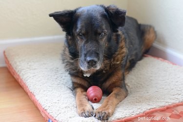 Preventing and Treating Dog Calluses: Tips for Healthy Paw Care