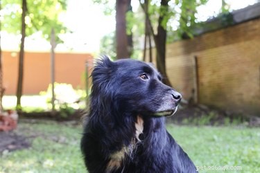Inducing Vomiting in Dogs with Hydrogen Peroxide: A Vet-Approved Guide