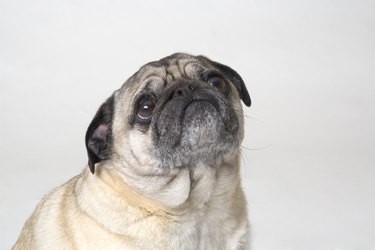 Detecting Fleas in Your Dog: Signs, Symptoms, and Solutions