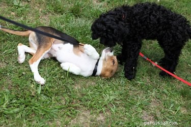 Effective Ways to Treat a Dog’s Common Cold