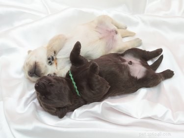 How to Stop a Dog’s Bleeding Umbilical Cord During Whelping