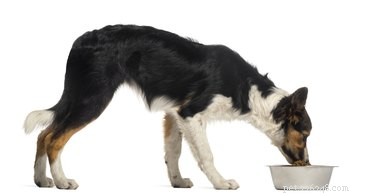 Essential Care Guide for Blind Dogs: Safety, Comfort, and Communication