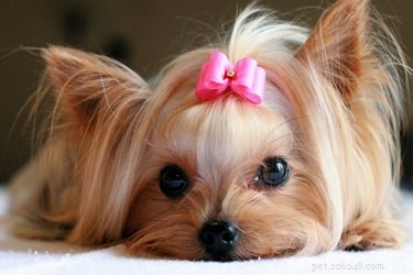 Caring for Your Dog During Heat: Expert Tips & Safety Guidelines
