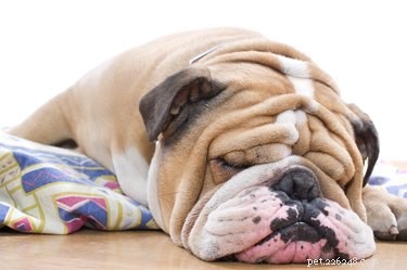 Essential Care Guide for Your Pregnant Dog
