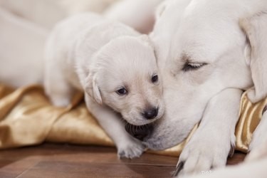 Calculate Your Dog’s Expected Delivery Date – Accurate Guide for Pet Owners