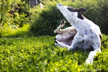 Identify Fleas, Ticks, and Mites: A Pet Owner’s Guide to Accurate Diagnosis