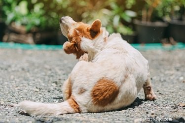 Identify Fleas, Ticks, and Mites: A Pet Owner’s Guide to Accurate Diagnosis