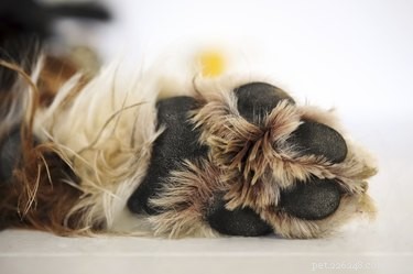 Safeguarding Your Dog s Paws: Expert Tips to Prevent Snow Damage