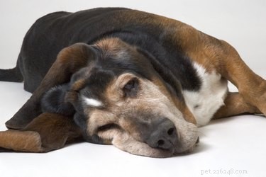 Canine Stroke Treatment: Rapid Response & Recovery Tips