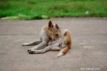 Stop Your Dog From Pulling Hair: Simple Steps to Calm Tail and Body Fur Issues