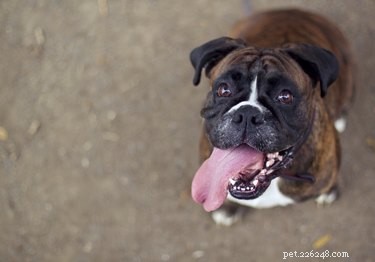 Effective Ways to Eliminate Your Dog’s Bad Breath