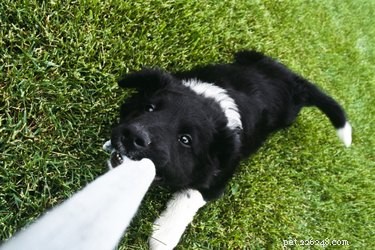 Effective Ways to Eliminate Your Dog’s Bad Breath