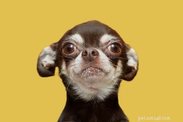 Caring for a Blind & Deaf Dog: Expert Tips for Owners