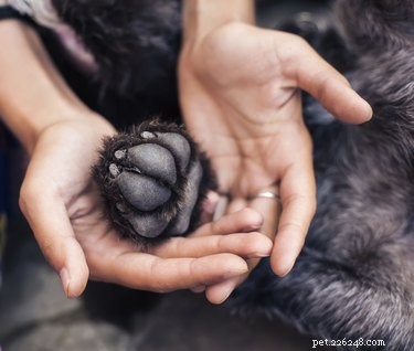 Expert Guide: Treating a Swollen Paw in Dogs Safely
