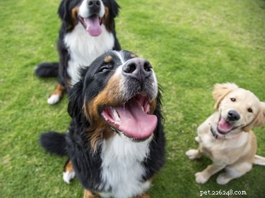 How to Safely Clean Your Dog s Anal Glands at Home