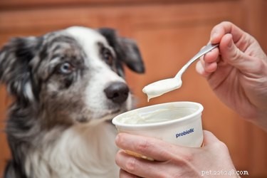 Effective Home Care for Your Dog s Diarrhea: Quick Relief & When to Seek Veterinary Help