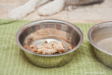 Effective Home Care for Your Dog s Diarrhea: Quick Relief & When to Seek Veterinary Help