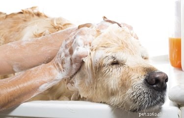 Spotting Ringworm in Dogs: Key Signs & Prompt Vet Checkups