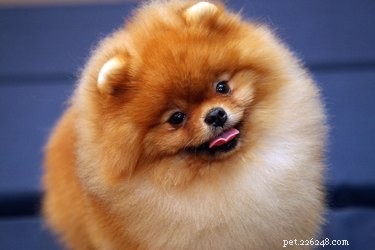 Essential Care Guide for Your Pomeranian: Nutrition, Exercise, and Health Tips