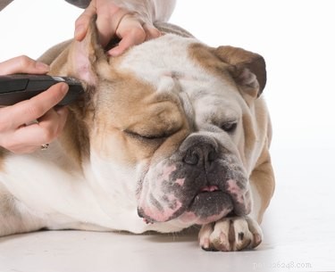 Expert Guide to Grooming and Caring for Your English Bulldog