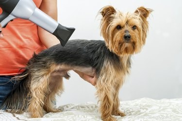 Comprehensive Yorkshire Terrier Care Guide: Feeding, Grooming & Training