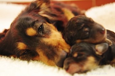 Expert Guide to Whelping: Delivering Puppies Safely