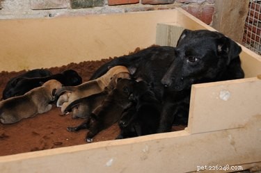 Expert Guide to Whelping: Delivering Puppies Safely