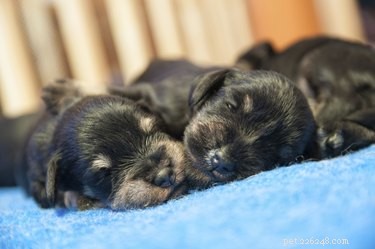 Expert Guide to Whelping: Delivering Puppies Safely