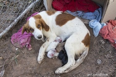 Expert Guide to Whelping: Delivering Puppies Safely