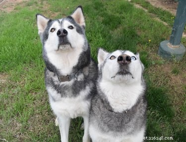 Essential Guide to Caring for Your Siberian Husky