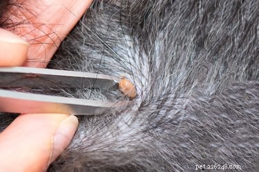 Professional Guide: Safely Removing Ticks from Your Pets