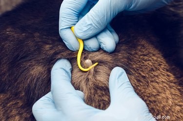 Professional Guide: Safely Removing Ticks from Your Pets