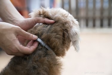 Professional Guide: Safely Removing Ticks from Your Pets