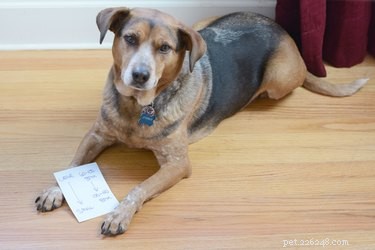 How to Safely Measure Your Dog’s and Cat’s Heart Rate