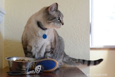 How to Safely Measure Your Dog’s and Cat’s Heart Rate
