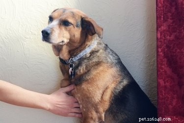 How to Safely Measure Your Dog’s and Cat’s Heart Rate