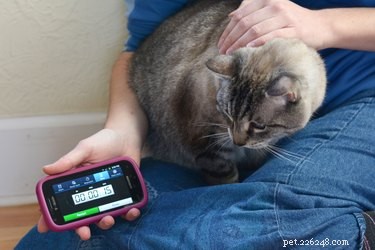 How to Safely Measure Your Dog’s and Cat’s Heart Rate