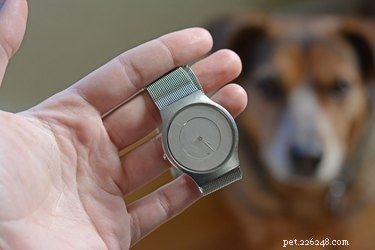 How to Safely Measure Your Dog’s and Cat’s Heart Rate