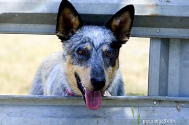 Blue Heeler Care: Expert Tips for Health & Happiness