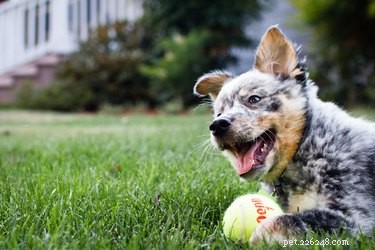 Blue Heeler Care: Expert Tips for Health & Happiness