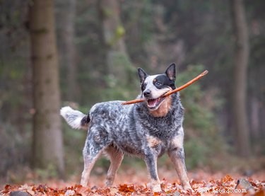 Blue Heeler Care: Expert Tips for Health & Happiness