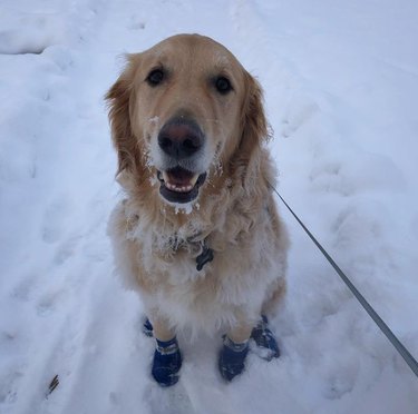 21 Dogs Reveling in Winter Wonderland: A Heartwarming Showcase