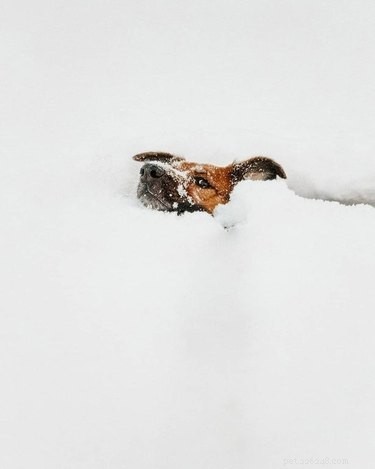 21 Dogs Reveling in Winter Wonderland: A Heartwarming Showcase
