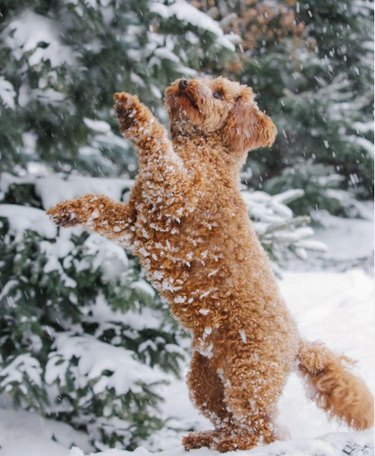 21 Dogs Reveling in Winter Wonderland: A Heartwarming Showcase