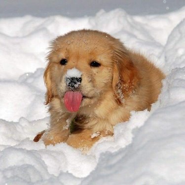 21 Dogs Reveling in Winter Wonderland: A Heartwarming Showcase