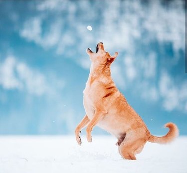 21 Dogs Reveling in Winter Wonderland: A Heartwarming Showcase